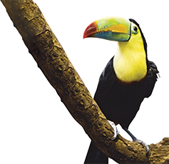 Toucan