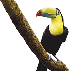 Toucan